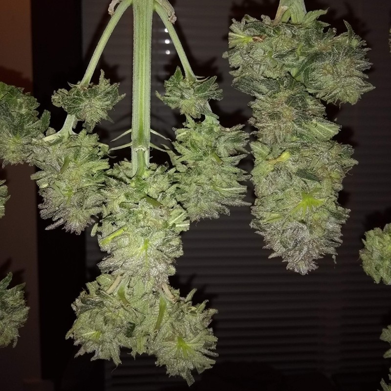 Auto Critical + feminised Ganja Seeds