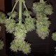 Auto Critical + feminised Ganja Seeds