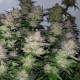 Auto Critical + feminised Ganja Seeds