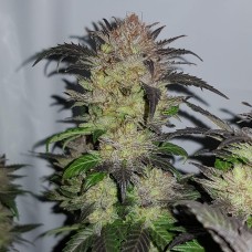 Auto Critical + feminised Ganja Seeds