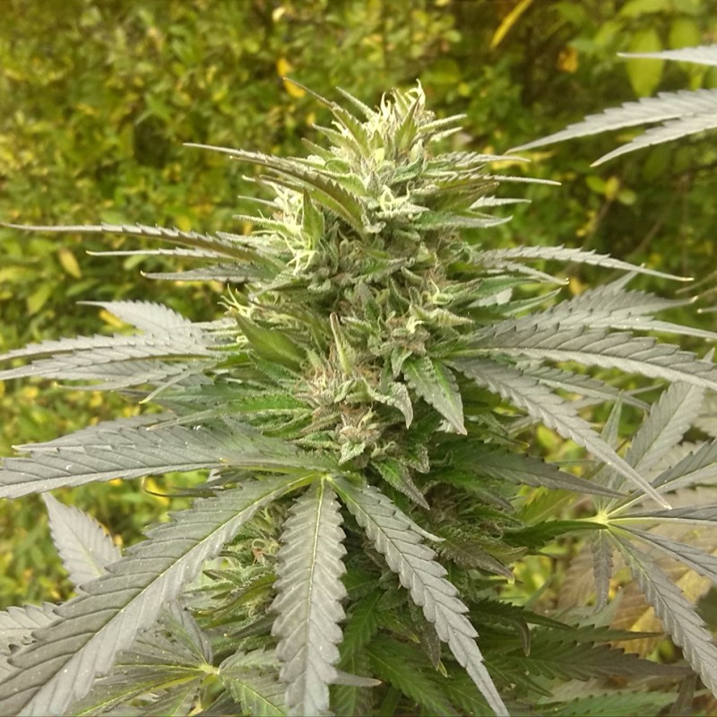 Power Plant feminised Ganja Seeds - 2 насінини