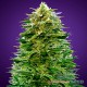 Auto Amnesia feminised Master Seed - 10 насінин