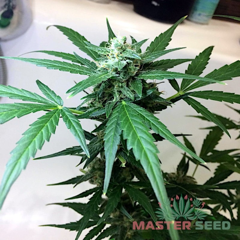Auto Amnesia feminised Master Seed - 10 насінин