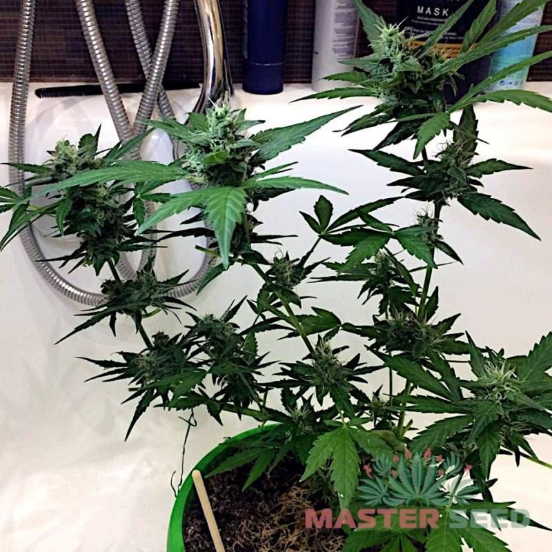 Auto Amnesia feminised Master Seed - 10 насінин