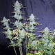 Auto Amnesia feminised Master Seed - 10 насінин