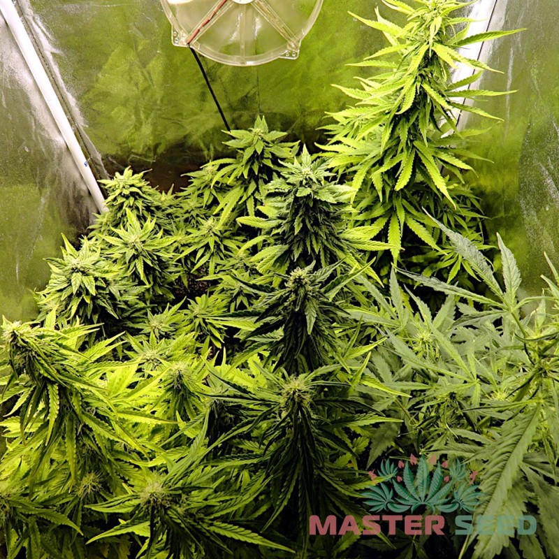 Auto Amnesia feminised Master Seed - 10 насінин