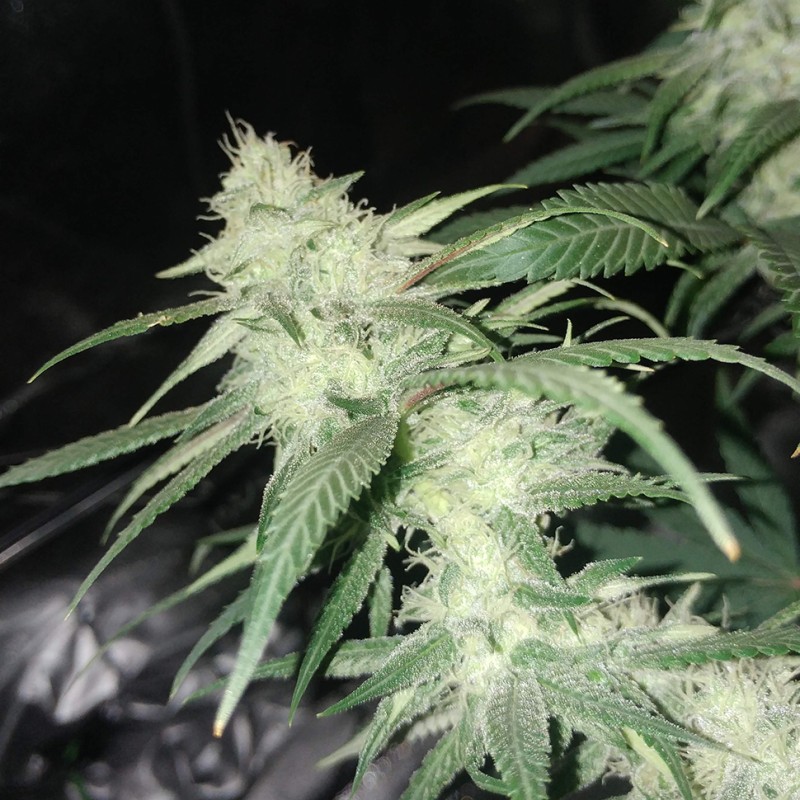 Original Lemon Skunk feminised Victory Seeds