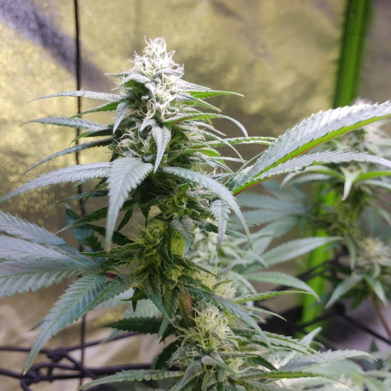 Original Lemon Skunk feminised Victory Seeds
