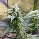 Original Lemon Skunk feminised Victory Seeds