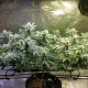 Original Lemon Skunk feminised Victory Seeds