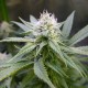 Original Lemon Skunk feminised Victory Seeds