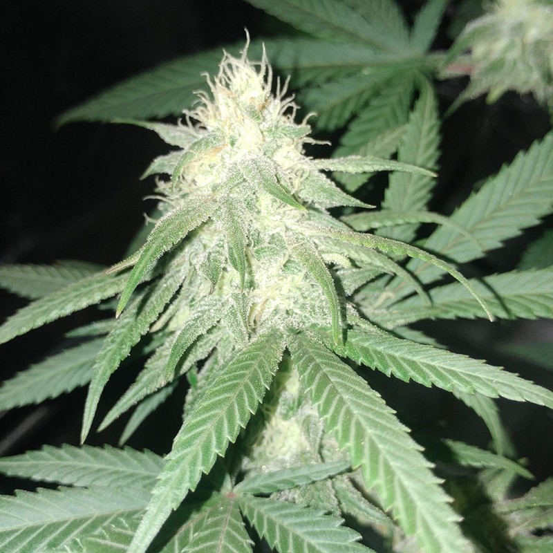 Original Lemon Skunk feminised Victory Seeds