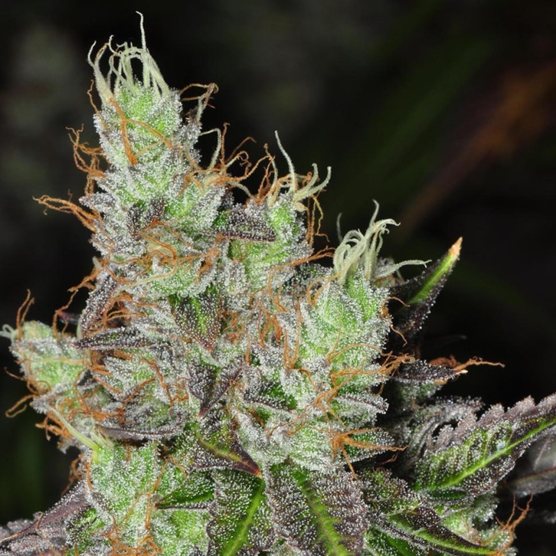 Purple OG feminised Ganja Seeds