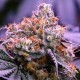 Purple OG feminised Ganja Seeds