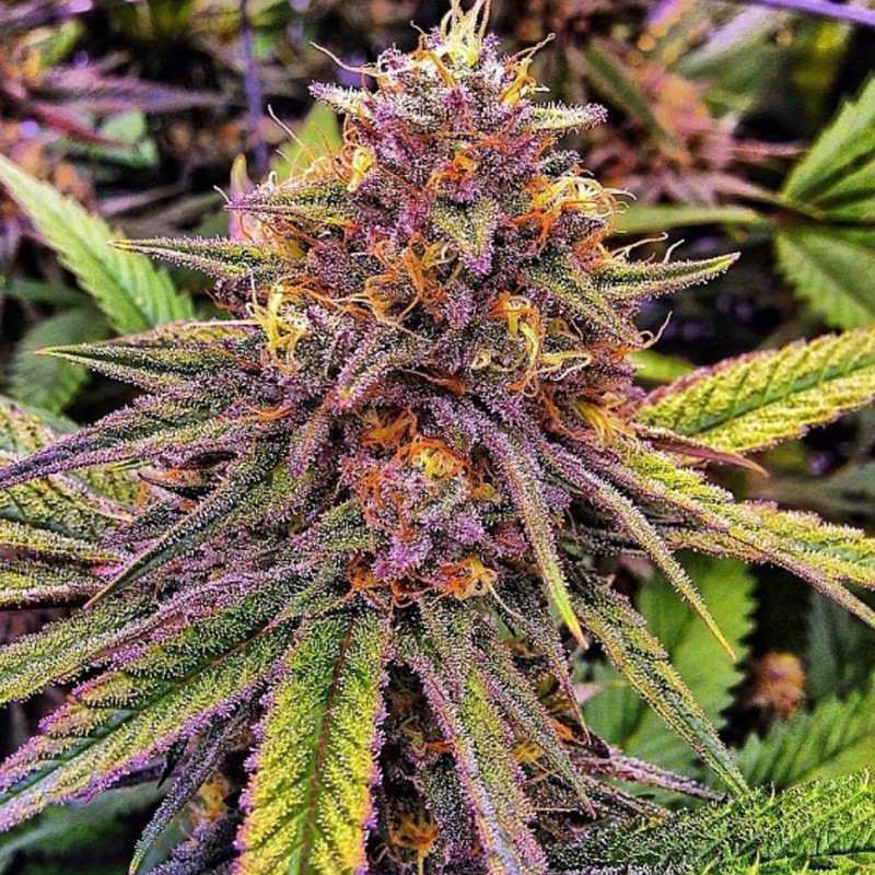 Purple OG feminised Ganja Seeds