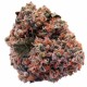 Purple OG feminised Ganja Seeds