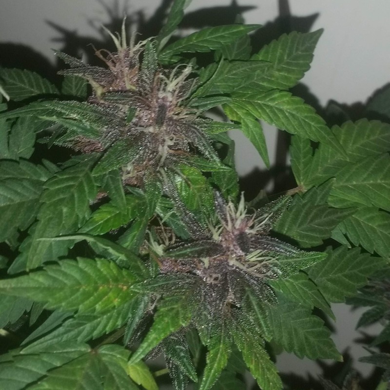 Purple OG feminised Ganja Seeds