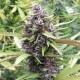 Purple OG feminised Ganja Seeds
