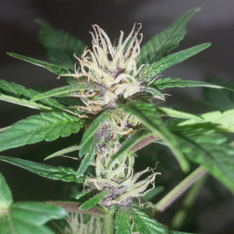 Purple OG feminised Ganja Seeds