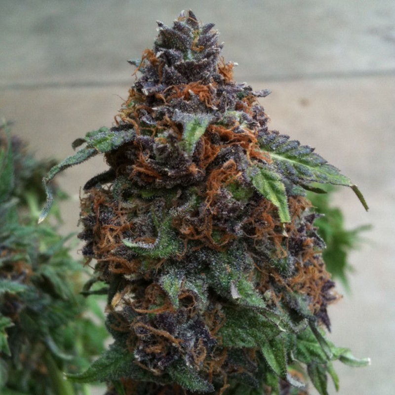 Purple OG feminised Ganja Seeds