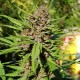 Purple OG feminised Ganja Seeds