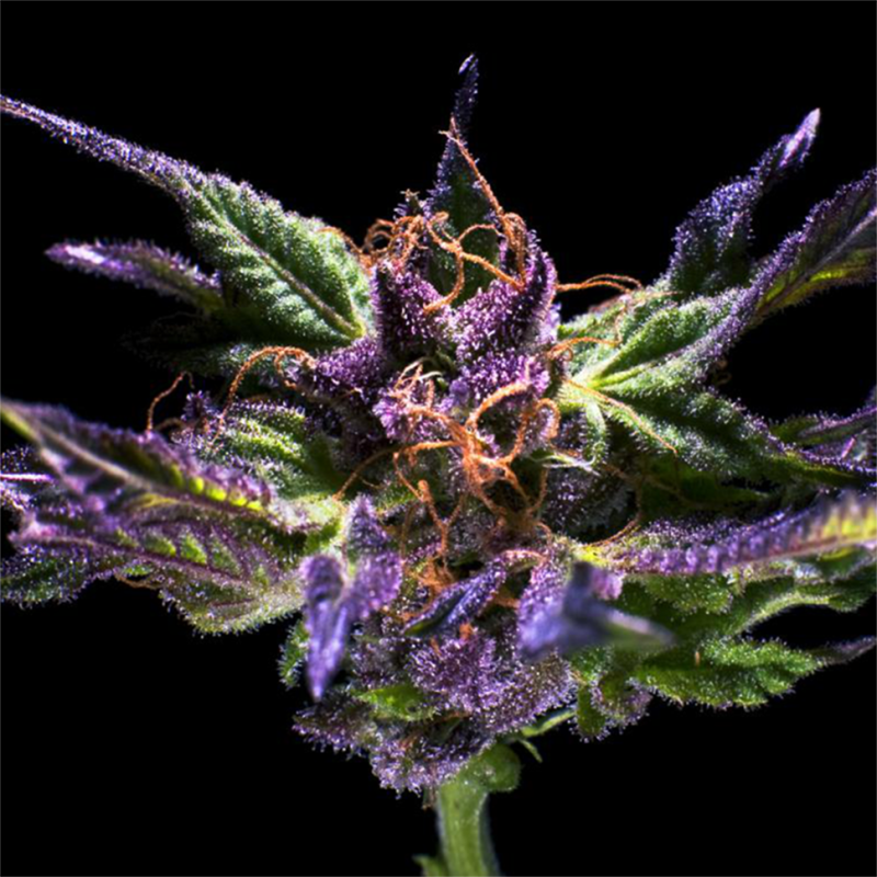 Purple OG feminised Ganja Seeds