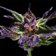 Purple OG feminised Ganja Seeds