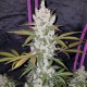 Auto Fast Bud feminised GanjaLiveSeeds