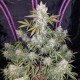 Auto Fast Bud feminised GanjaLiveSeeds