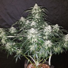 Auto Fast Bud feminised GanjaLiveSeeds