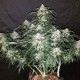 Auto Fast Bud feminised GanjaLiveSeeds