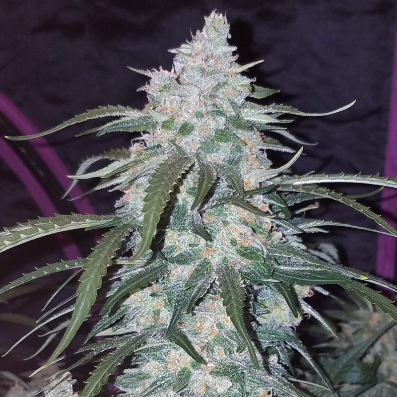 Auto Fast Bud feminised GanjaLiveSeeds