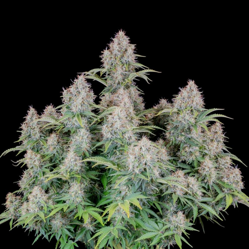 Auto Cinderella feminised Ganja Seeds