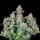 Auto Cinderella feminised Ganja Seeds