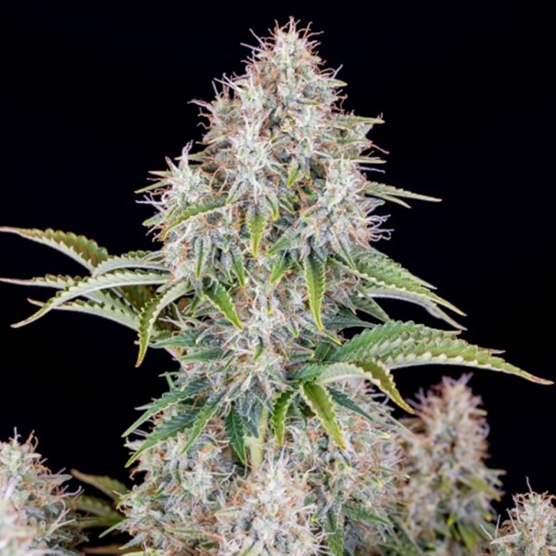 Auto Cinderella feminised Ganja Seeds