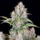 Auto Cinderella feminised Ganja Seeds