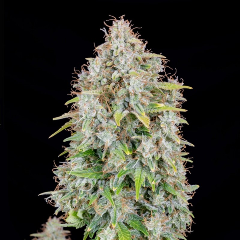 Auto Cinderella feminised Ganja Seeds