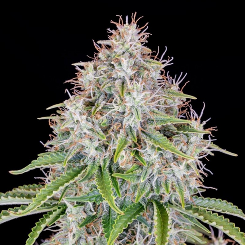 Auto Cinderella feminised Ganja Seeds