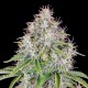 Auto Cinderella feminised Ganja Seeds