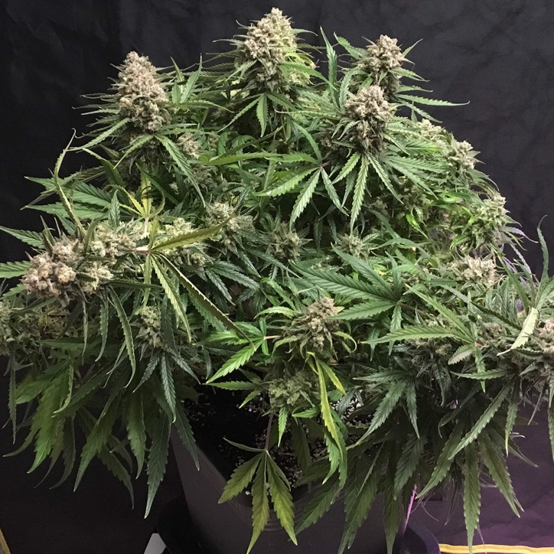 Auto Cinderella feminised Ganja Seeds