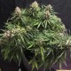 Auto Cinderella feminised Ganja Seeds