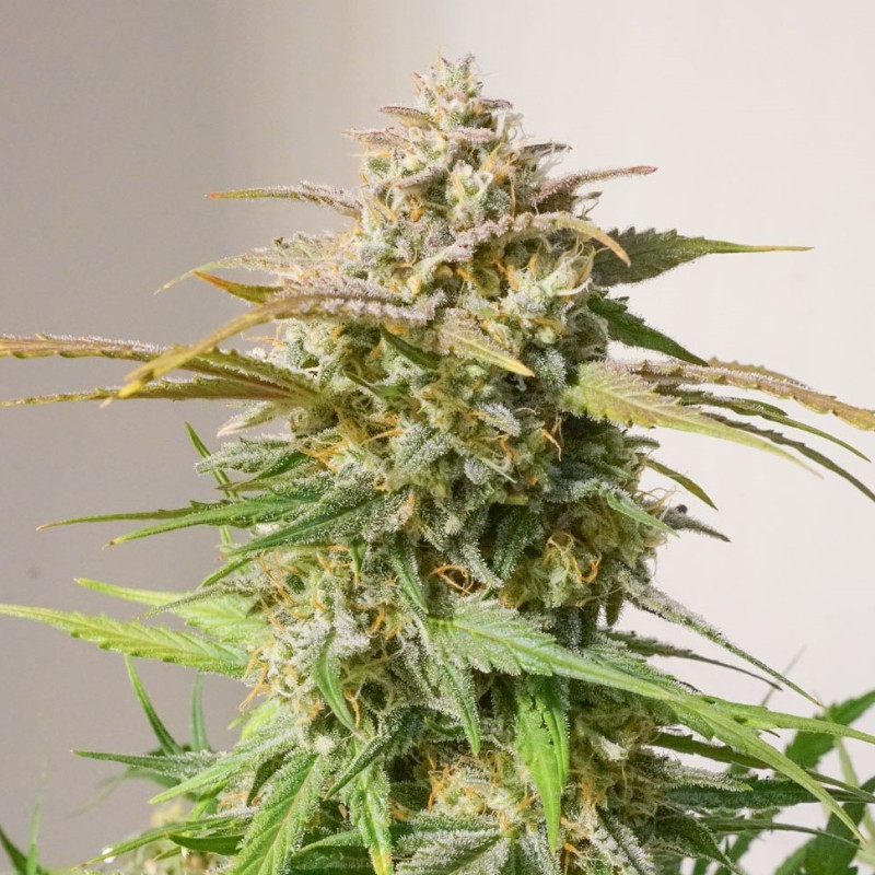 Auto Cinderella feminised Ganja Seeds