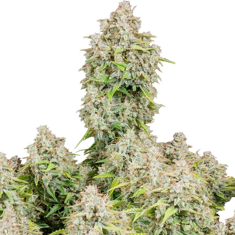 Auto Cinderella feminised Ganja Seeds