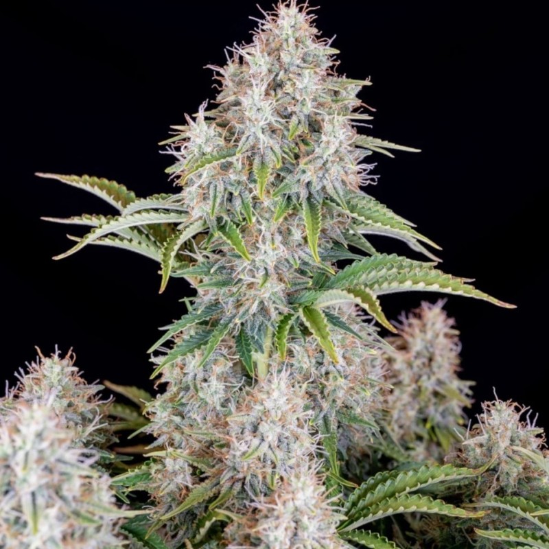 Auto Cinderella feminised Ganja Seeds