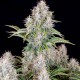 Auto Cinderella feminised Ganja Seeds