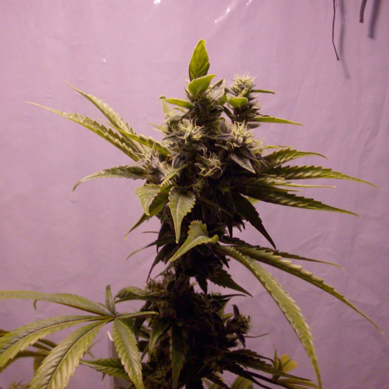 Auto Amnesia feminised Ganja Seeds - 7 насінин