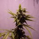 Auto Amnesia feminised Ganja Seeds - 7 насінин