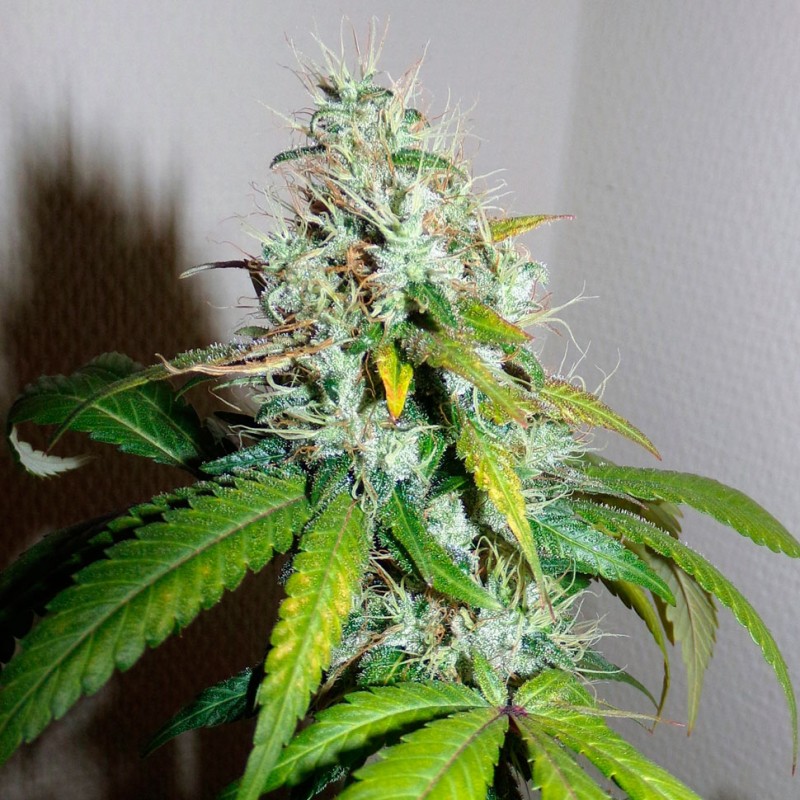 Auto Amnesia feminised Ganja Seeds - 7 насінин