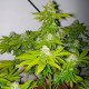 Auto Amnesia feminised Ganja Seeds - 7 насінин