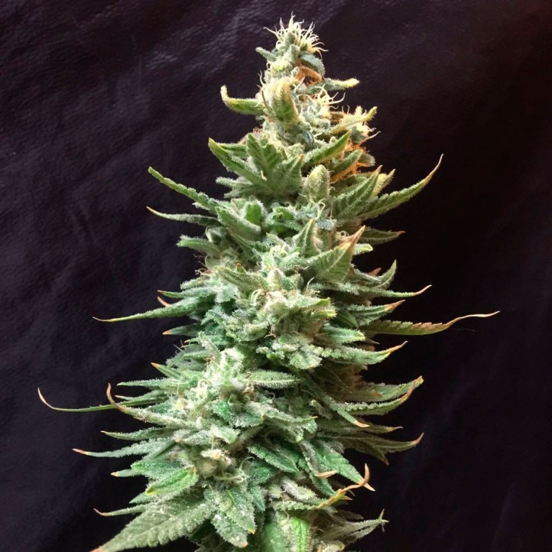 Auto Amnesia feminised Ganja Seeds - 7 насінин